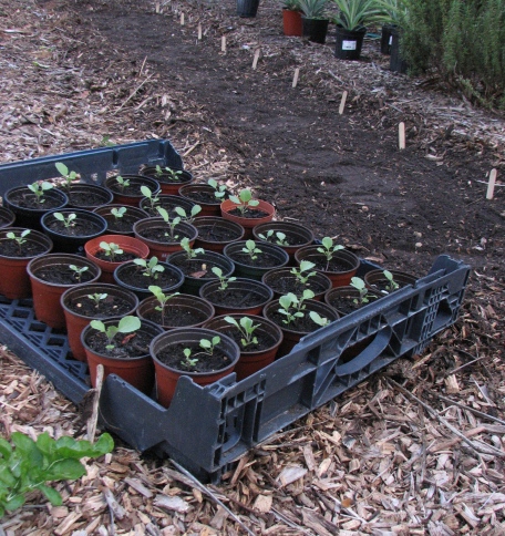 Collard Green Seedlings
